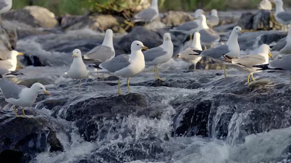 Seagulls Looking For Fish in River