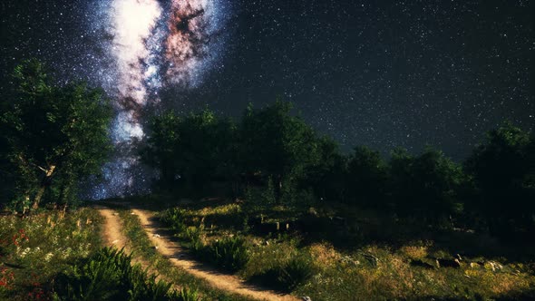 Green Trees Woods In Park Under Night Starry Sky alt