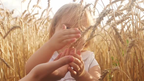 A Girl in a Field of Wheat Barley at Sunset