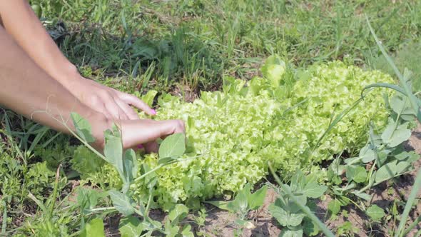 A Woman Is Harvesting a Salad