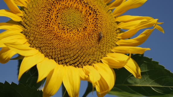 Worker bee on sunflower Helianthus annuus disk florets 4K footage