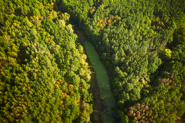 Aerial View Green Forest Woods And River Marsh Bog In Summer Landscape. Top View