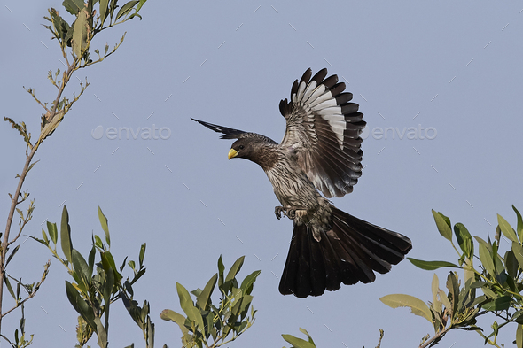 Western plantaineater (Crinifer piscator) Stock Photo by DennisJacobsen