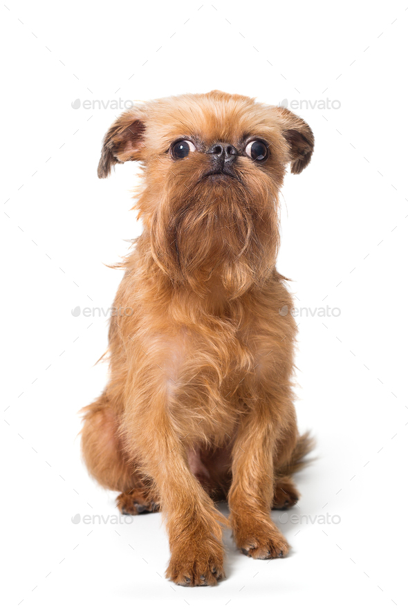 Red puppy of the Brussels Griffon Stock Photo by okssi68 | PhotoDune