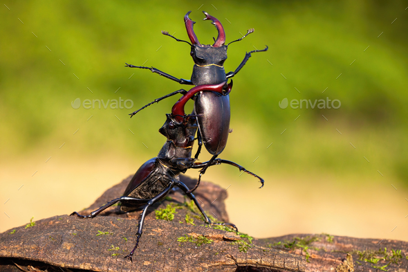 Strong stag beetle lifting its rival over head in fierce fight in nature - Stock Photo - Images