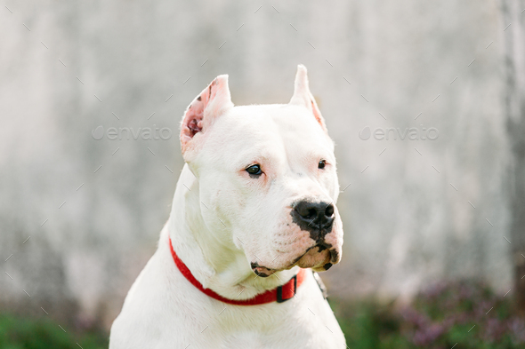 White Dog Of Dogo Argentino Also Known As The Argentine Mastiff - Stock Photo - Images