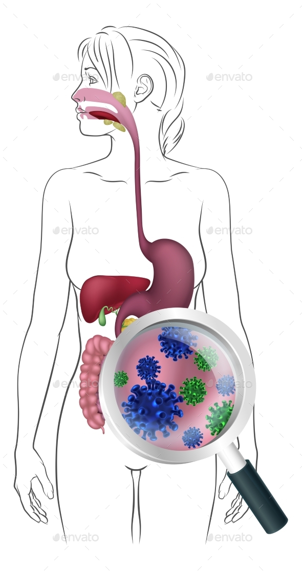 Digestive system drawing hi-res stock photography and images - Alamy