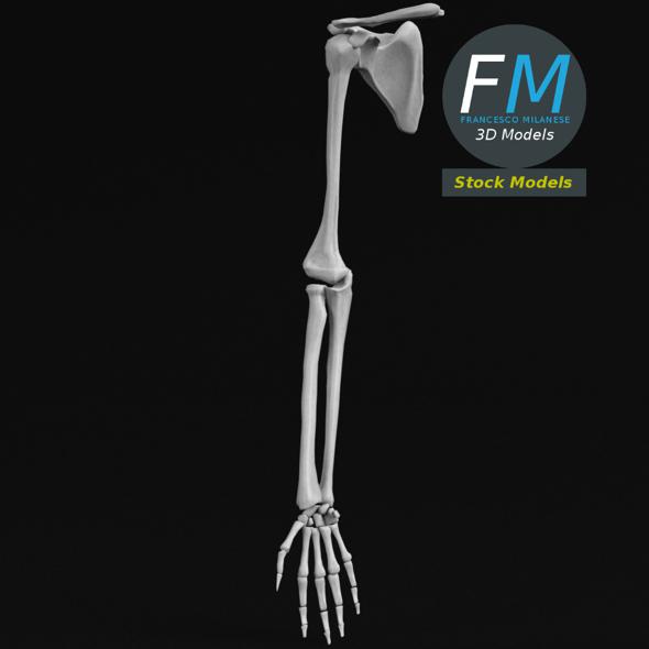 Anatomy - Hand - 3Docean 18665235