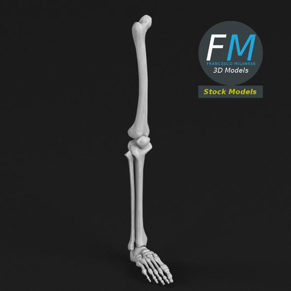 Anatomy - Leg - 3Docean 20286227