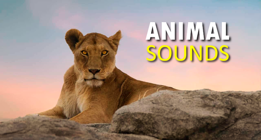 ANIMAL SOUNDS