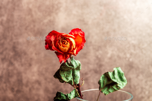 Dried orange rose,beautiful faded flower