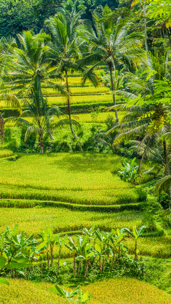 Beautiful palm trees growing in cascade amazing Tegalalang Rice Terrace ...