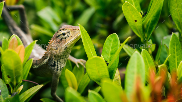 Oriental garden lizard on green leaves in Thailand - Stock Photo - Images