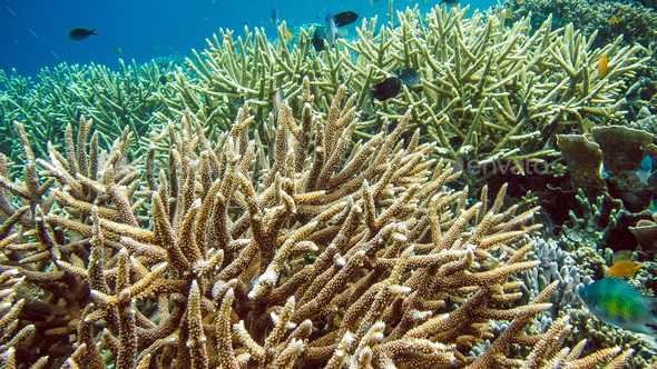 Colorful Hard Corals on Kri, Raja Ampat, Indonesia