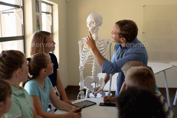Male teacher using a model of a human skeleton to teach