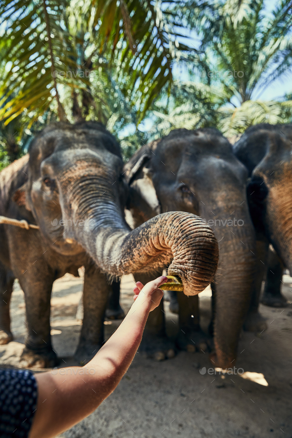 Woman feeding an Asian elephant bananas at an animal sanctuary