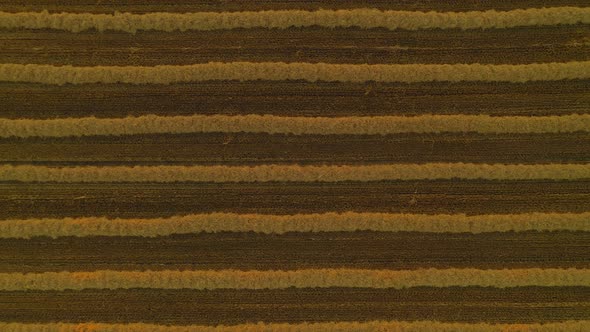 Close up at a harvested corn field with lines of sorted grain, upswinging shot by a drone, abstract alt