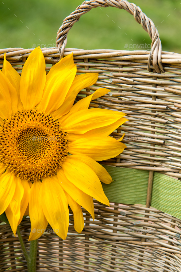 Sunflower in the Basket