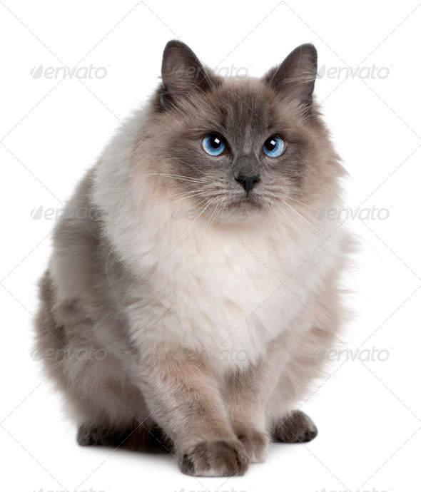 ragdoll 1 year old