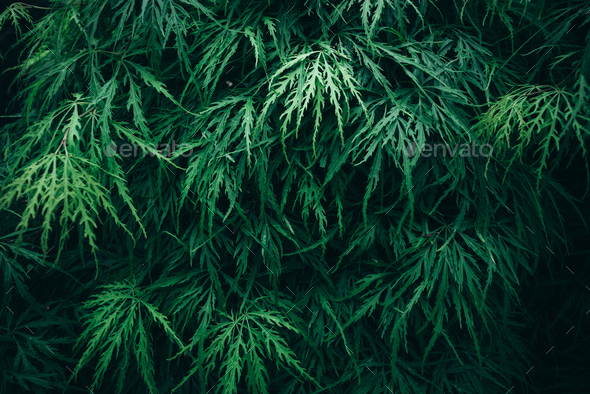 Green Leaves Texture Dark Green Foliage Nature Background Stock Photo By Ewastudio