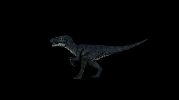 Dinosaur Velociraptor Walk alt