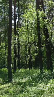 Vertical Video of a Summer Green Forest with Trees During the Day Slow Motion alt