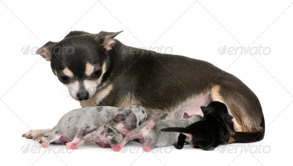 Mother Chihuahua  and her puppies, 4 days old, in front of white background - Stock Photo - Images