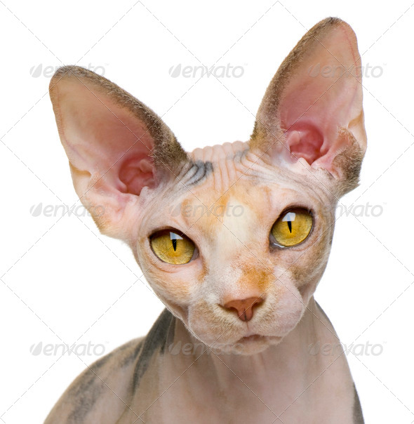 cat front view