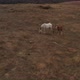 A Herd Of Horses Shot With A Drone In The Wild 21 - VideoHive Item for Sale