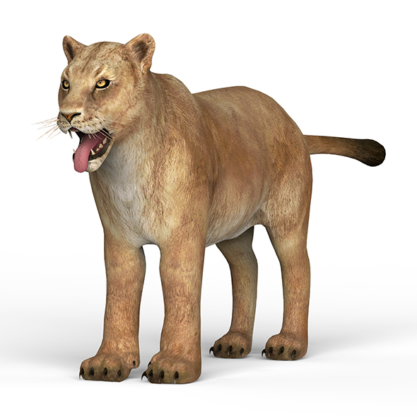 Lioness - 3Docean 25672797
