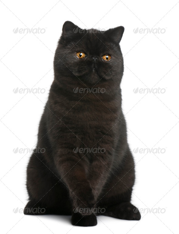 Exotic Shorthair Cat 8 Months Old Sitting In Front Of White