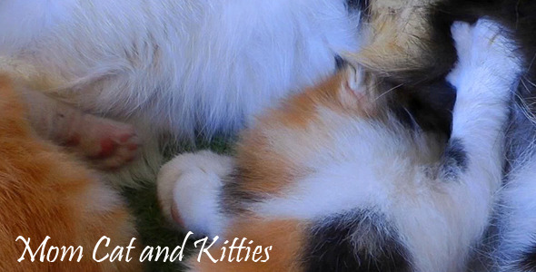 Mom Cat And Kitties 6 alt
