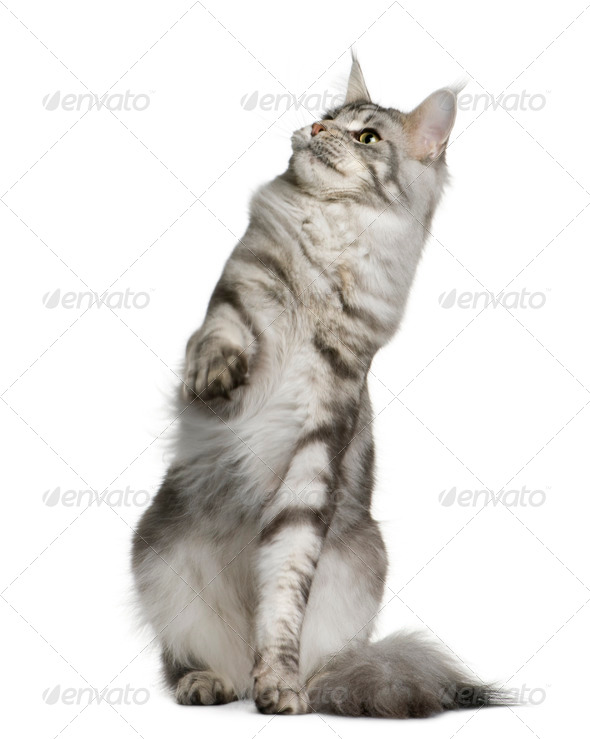 gnier Tradition Automatisk Maine Coon, 1 year old, sitting with one paw up and looking up in front of  white background Stock Photo by Lifeonwhite