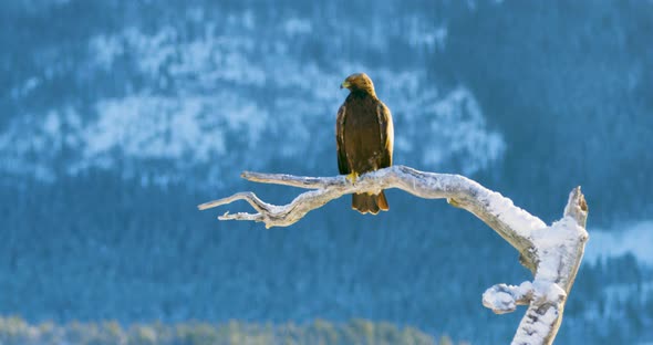Golden Eagle Sits on a Tree in the Mountains at Winter