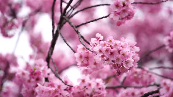 panning shot of beautiful Sakura, Cherry Blossom flower in spring season