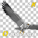 American Eagle - USA Flag - Flying Transition - V - 329