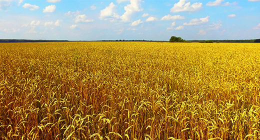 Wheat Field Drone Collection