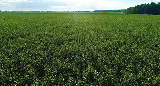 Green Corn Field Drone Collection
