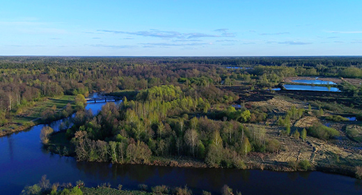 Forest Drone Collection