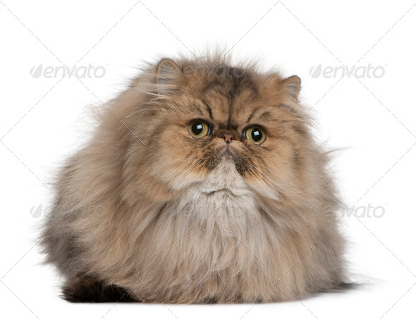 British shorthair cat, 11 months old, sitting in front of white background - Stock Photo - Images