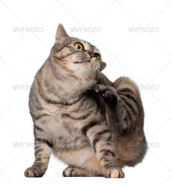 Kurilian Bobtail cat, 1 year old, scratching in front of white