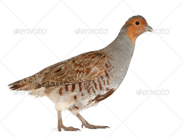 Grey Partridge, Perdix perdix, also known as the English Partridge, Hungarian Partridge, or Hun - Stock Photo - Images