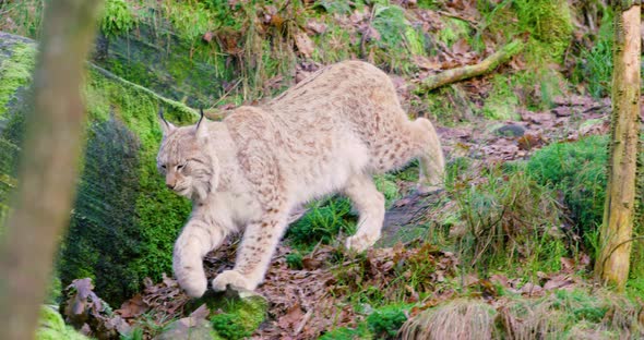 One European Lynx Cub Walks in the Woods
