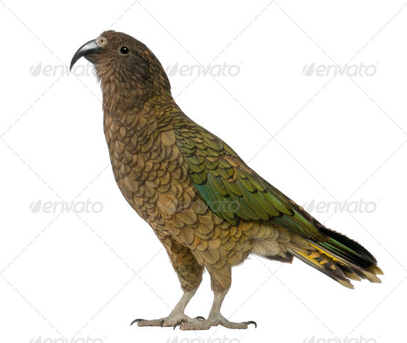 Kea, Nestor notabilis, a parrot, standing in front of white background - Stock Photo - Images