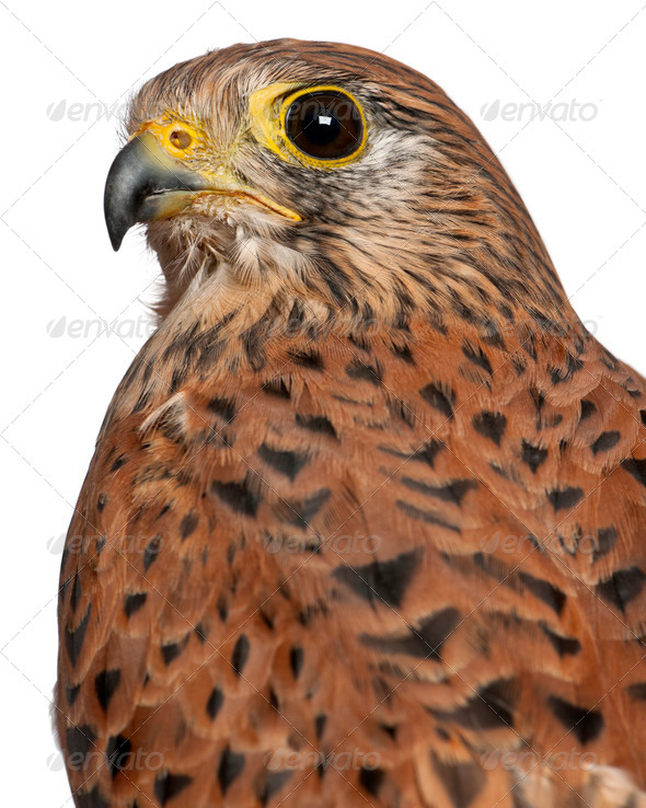 Portrait of Common Kestrel, Falco tinnunculus, a bird of prey in front of white background - Stock Photo - Images