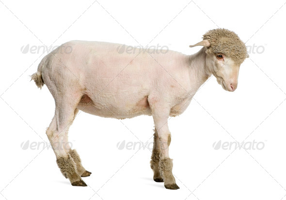 Partially shaved Merino lamb, 4 months old, in front of white background - Stock Photo - Images