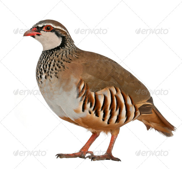 Portrait of Red-legged Partridge or French Partridge, Alectoris rufa - Stock Photo - Images