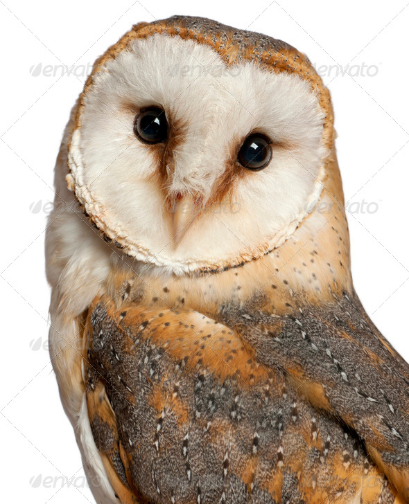 Portrait of Barn Owl, Tyto alba, in front of white background - Stock Photo - Images