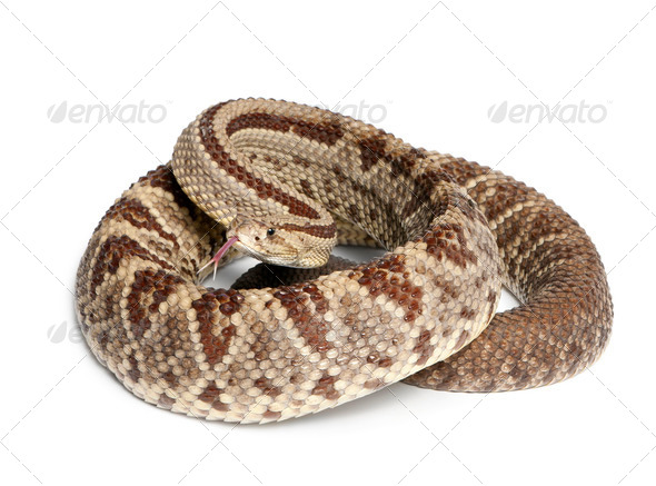 South American rattlesnake - Crotalus durissus,  poisonous, white background - Stock Photo - Images