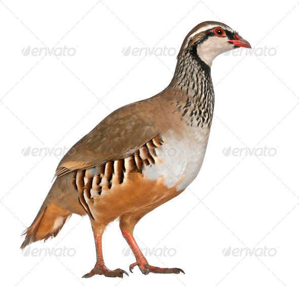 Red-legged Partridge or French Partridge, Alectoris rufa, a game bird in the pheasant family - Stock Photo - Images